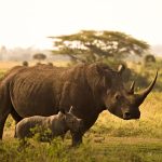 Nairobi National park