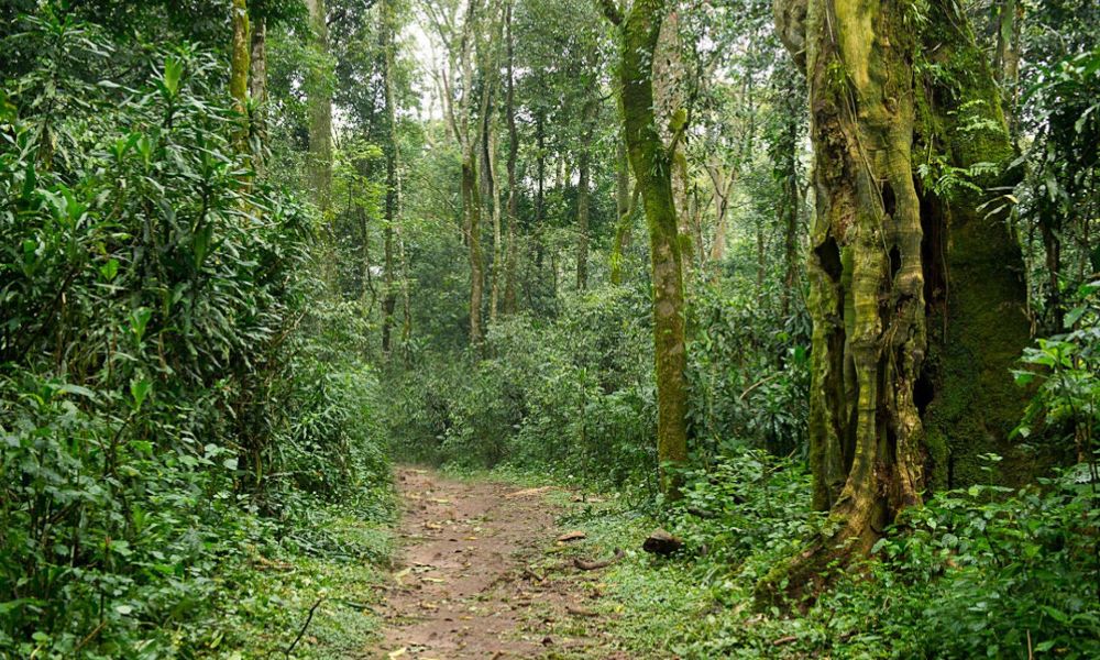 Kakamega Forest National Reserve